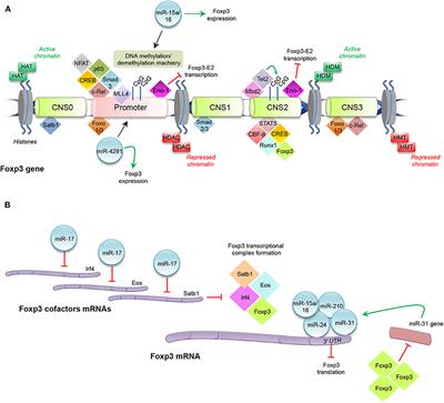 Molecular Mechanisms Controlling Foxp3 Expression in Health and Autoimmunity: From Epigenetic to Post-translational Regulation